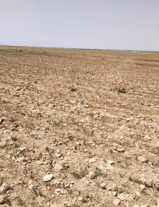 ÇUMRA/YÖRÜKCAMİLİ SATILIK ARSA/TARLA